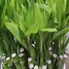 Athena's Garden Lucky Bamboo Stalks with Shoots, 16", Green, B-SS16 view 3