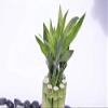Athena's Garden Lucky Bamboo Stalks with Shoots, 16", Green, B-SS16 view 4