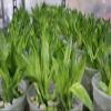 Lucky Bamboo Stalks with Shoots, 18" view 3