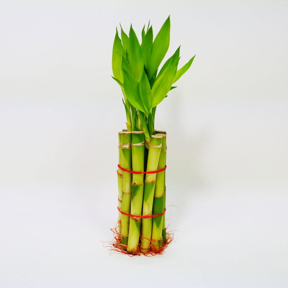 Lucky Bamboo Stalks with Shoots, 8"