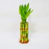 Lucky Bamboo Stalks with Shoots, 8" view 1