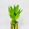 Lucky Bamboo Stalks with Shoots, 8" view 2