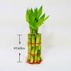 Lucky Bamboo Stalks with Shoots, 8" view 3