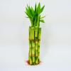 Bamboo Stalks with Shoots, 10" view 1