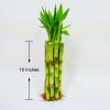 Bamboo Stalks with Shoots, 10" view 3