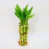 Bamboo Stalks with Shoots, 10" view 4