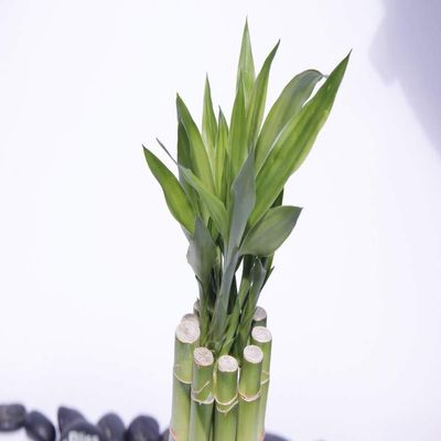 Athena's Garden B-SS60 Bamboo Stalks with Shoots, 60", Green