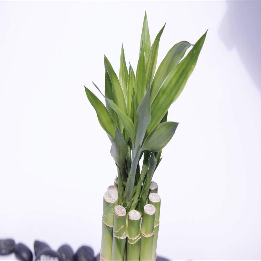 Athena's Garden B-SS60 Bamboo Stalks with Shoots, 60", Green
