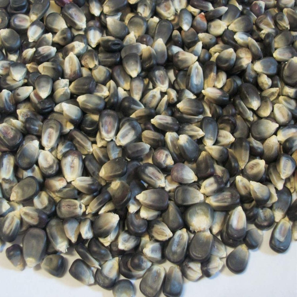 20 Hopi Blue Corn - Zea mays kernels