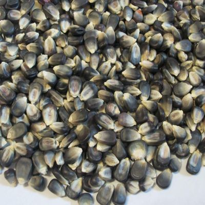 50 Blue Hopi Corn - Zea mays kernels