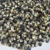 50 Blue Hopi Corn - Zea mays kernels view 1