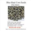 50 Blue Hopi Corn - Zea mays kernels view 2