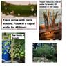 Bonsai Dwarf Japanese Curly Willow Tree Cutting - Very Rare Fast Growing Bonsai - Get A Mature Looking Bonsai Very Fast view 2