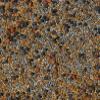No-Till Cover Crop 13-Seed Mix (1 lb. Bag): [50% Clovers Plus Fenugreek, Vetch, Flax, Cowpeas, Buckwheat, Forage Peas, Millet, Lentils, Crimson Clover, Sweet Yellow, White Clover, Medium Red Clover] view 1