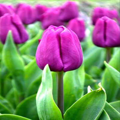 10 Tulip Purple Prince (Bulbs) Spring Blooming,12/+cm,Now Shipping!
