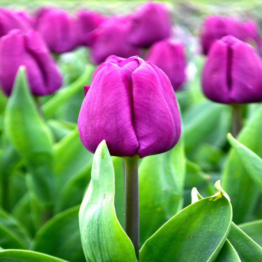 10 Tulip Purple Prince (Bulbs) Spring Blooming,12/+cm,Now Shipping!