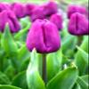 10 Tulip Purple Prince (Bulbs) Spring Blooming,12/+cm,Now Shipping! view 1