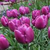 10 Tulip Purple Prince (Bulbs) Spring Blooming,12/+cm,Now Shipping! view 2