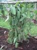 25 Split Extract Grade B Madagascar Bourbon Natural Vanilla Beans 5~6" by Vanilla Products USA view 4