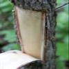 Slippery Elm Bark - Dried Ulmus rubra C/S from 100% Nature (2 oz) view 4
