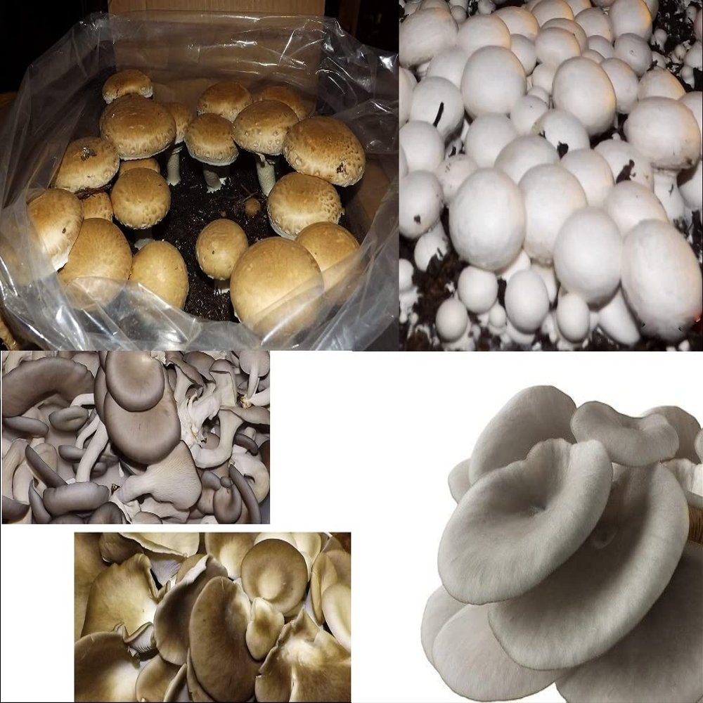 Mushroom Lovers Multi Kit ~ One Each ~ Button, Crimini and Oyster ~ EASY to Grow