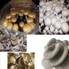 Mushroom Lovers Multi Kit ~ One Each ~ Button, Crimini and Oyster ~ EASY to Grow view 1