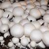 Mushroom Lovers Multi Kit ~ One Each ~ Button, Crimini and Oyster ~ EASY to Grow view 2