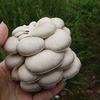 Mushroom Lovers Multi Kit ~ One Each ~ Button, Crimini and Oyster ~ EASY to Grow view 3