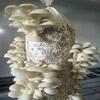 Mushroom Lovers Multi Kit ~ One Each ~ Button, Crimini and Oyster ~ EASY to Grow view 4