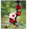 Mut Hoa Hong - Hibiscus Flowers Snack view 3