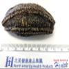Arctic Dried Sea Cucumber (25) view 2