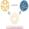 Fullerene Filter ONLY for Bioptron PRO 1 by Zepter | Enhance Your Light Therapy Device for Superior Skin Rejuvenation, Anti-Aging, & Healing | Advanced Light Therapy Accessory view 4
