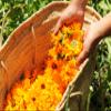 Calendula Petals  Pure Dried Marigold Flower Petals  Vegan | Gluten Free | Non-GMO | No Sugar Added - Net Weight: 0.35oz / 10g - Calendula Officinalis view 4
