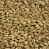 Shiloh Farms - Organic Non GMO Hulless Barley 15 ounce - 2 pack view 4
