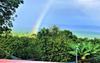 100% Kona Coffee  Whole Bean, Dark roast, Single estate gourmet coffee, 8 ounces, ships direct from Domain Kona Coffee, Farm fresh view 3
