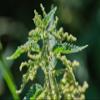 Stinging Nettle Seeds (Urtica Dioica) from Germany - Pure Vegan Protein Source, Dried Nettle Seeds - Net Weight: 0.7oz/20g. Non GMO, Gluten Free. view 3