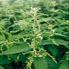 Stinging Nettle Seeds (Urtica Dioica) from Germany - Pure Vegan Protein Source, Dried Nettle Seeds - Net Weight: 0.7oz/20g. Non GMO, Gluten Free. view 4