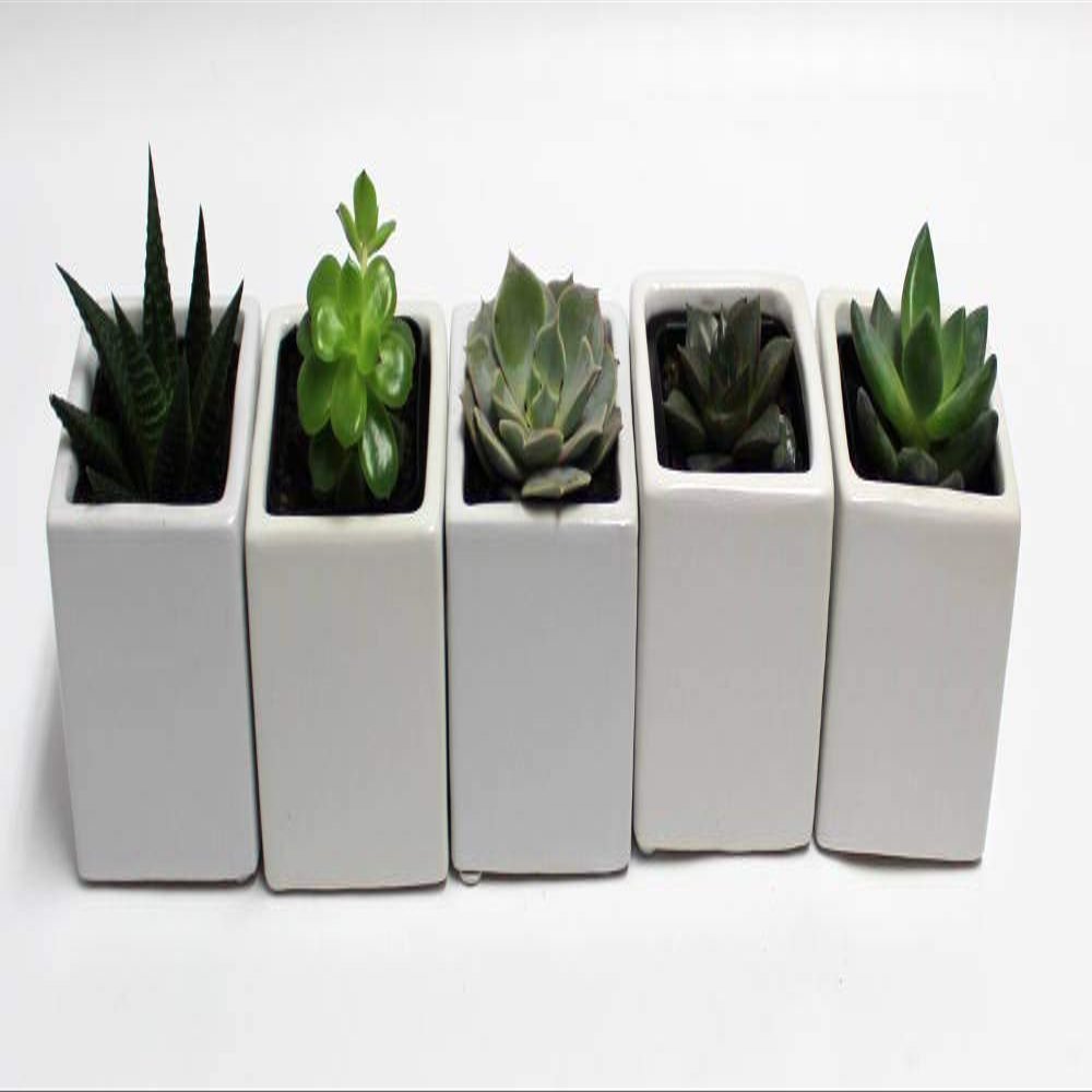 A Set of 5 Live Succulents 2" in White Square Pots 3" Each Supported with Natural Polished River Rocks