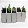 A Set of 5 Live Succulents 2" in White Square Pots 3" Each Supported with Natural Polished River Rocks view 1