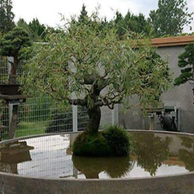 Jumbo Bonsai Tree Dragon Claw Willow - 3 foot tall Trunk approx 2-3 inches Thick