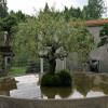 Jumbo Bonsai Tree Dragon Claw Willow - 3 foot tall Trunk approx 2-3 inches Thick view 1