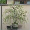 Jumbo Bonsai Tree Dragon Claw Willow - 3 foot tall Trunk approx 2-3 inches Thick view 2