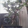 Jumbo Bonsai Tree Dragon Claw Willow - 3 foot tall Trunk approx 2-3 inches Thick view 3