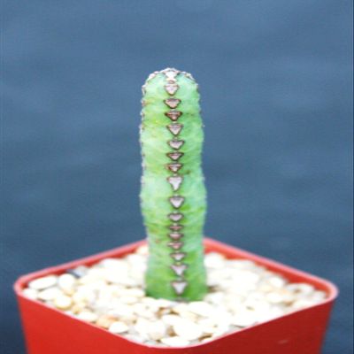 Euphorbia heterochroma, African catedral Plant Bonsai Tree Rare Cactus Exotic 2"