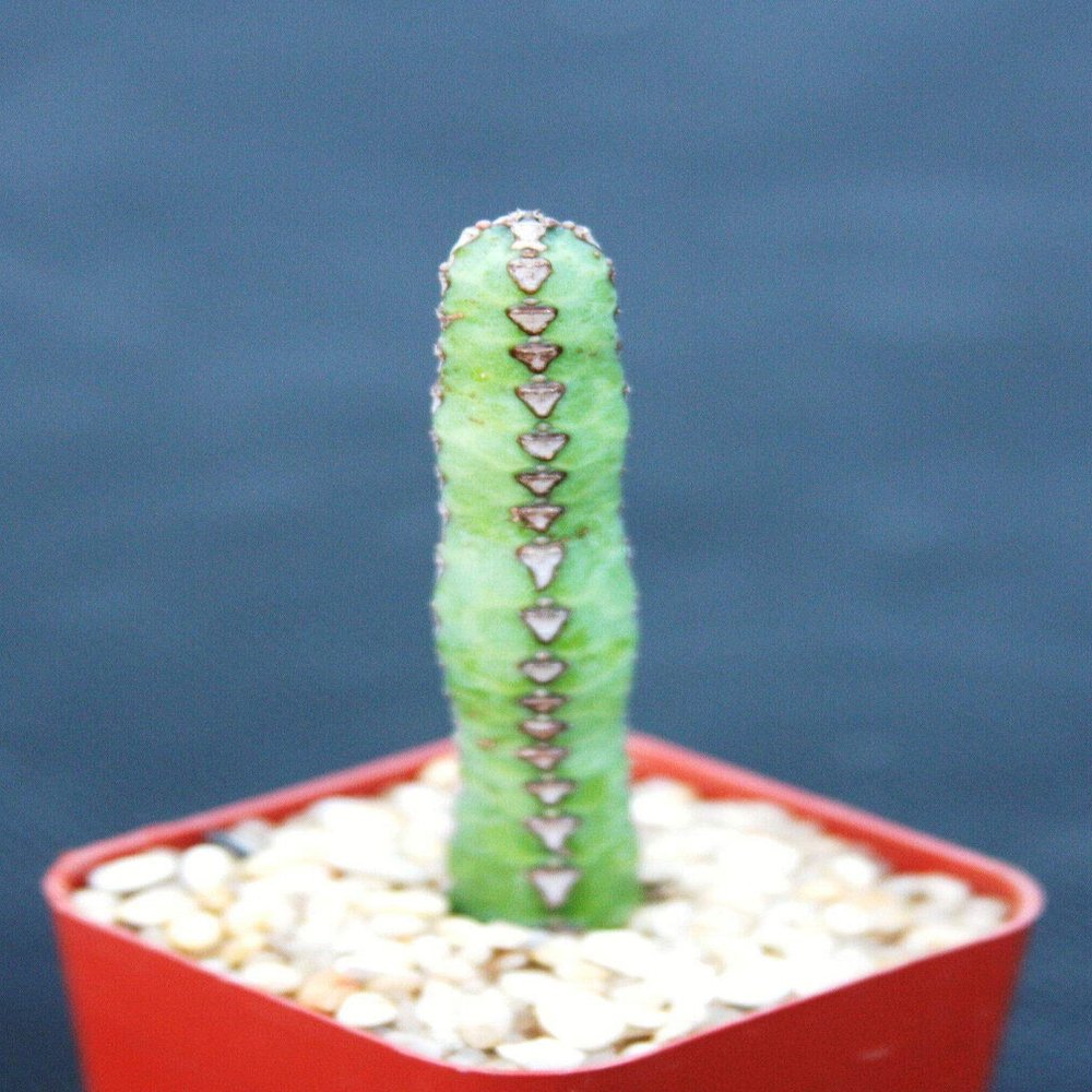 Euphorbia heterochroma, African catedral Plant Bonsai Tree Rare Cactus Exotic 2"