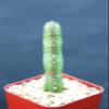 Euphorbia heterochroma, African catedral Plant Bonsai Tree Rare Cactus Exotic 2" view 1