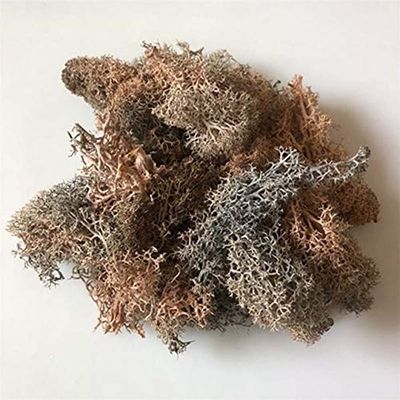 ShineBear 30g/Bag Dry Natural Fresh Moss,Real Eternal Dried Grass for DIY Decorative Preserved Flowers Accessories,Artificial Turf,Bonsai - (Color: 19)