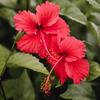 Hibiscus Tea Bags 3-Pack (90 Tea Bags Total) Caffeine-Free Hibiscus Sabdariffa Flowers Bursting With All-Natural Vitamins & Minerals in Pouch by Zokiva view 3