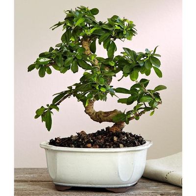 Brussel's Bonsai Live Fukien Tea Bonsai Tree - Large, 14 Year, 14 to 20 inches Tall - Indoor Bonsai Tree Live with Ceramic Bonsai Pot