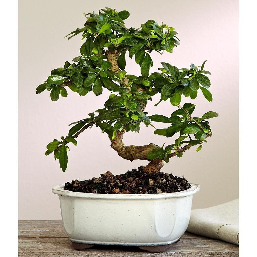 Brussel's Bonsai Live Fukien Tea Bonsai Tree - Large, 14 Year, 14 to 20 inches Tall - Indoor Bonsai Tree Live with Ceramic Bonsai Pot